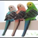 parakeet-color