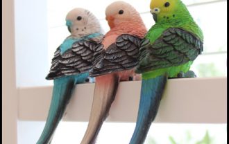 parakeet-color